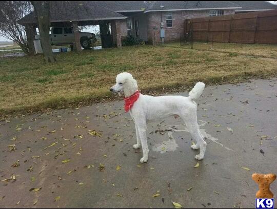 Javunpoodle Picture 3